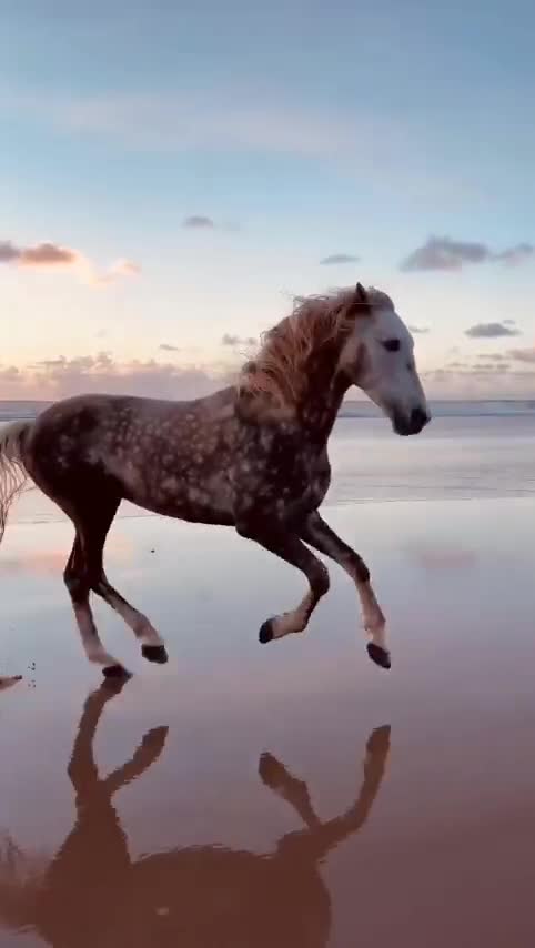 #видео #Милые #животные