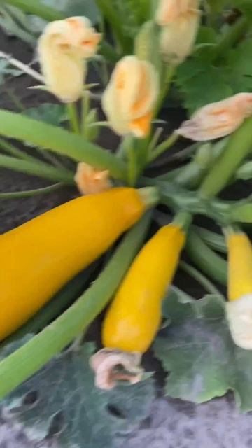 Желтоплодный кабачок.