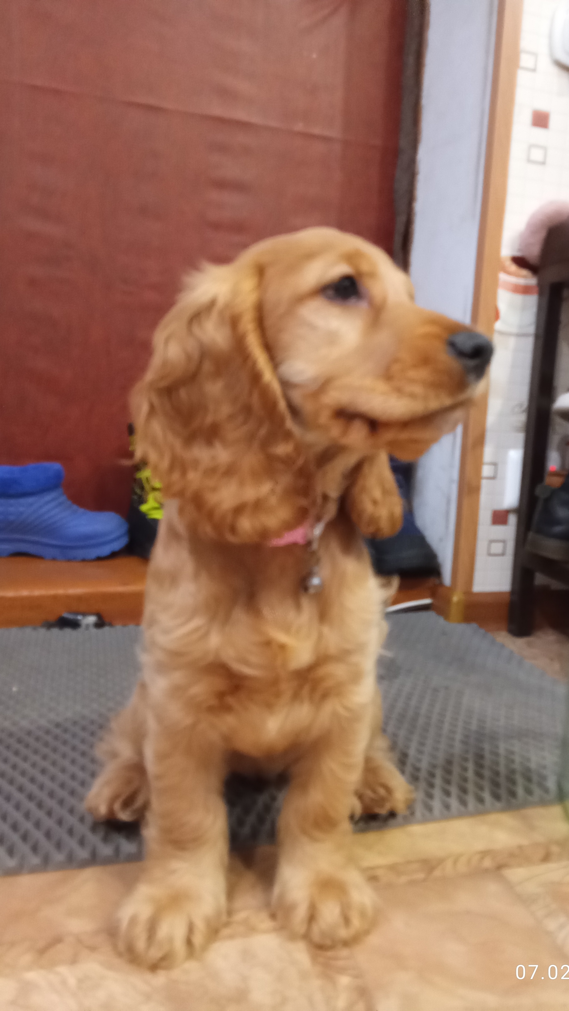 моя собака Ева ОСТОРОЖНО СПОЙЛЕР!