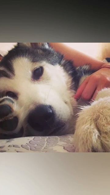 Балто день рождение 9 лет