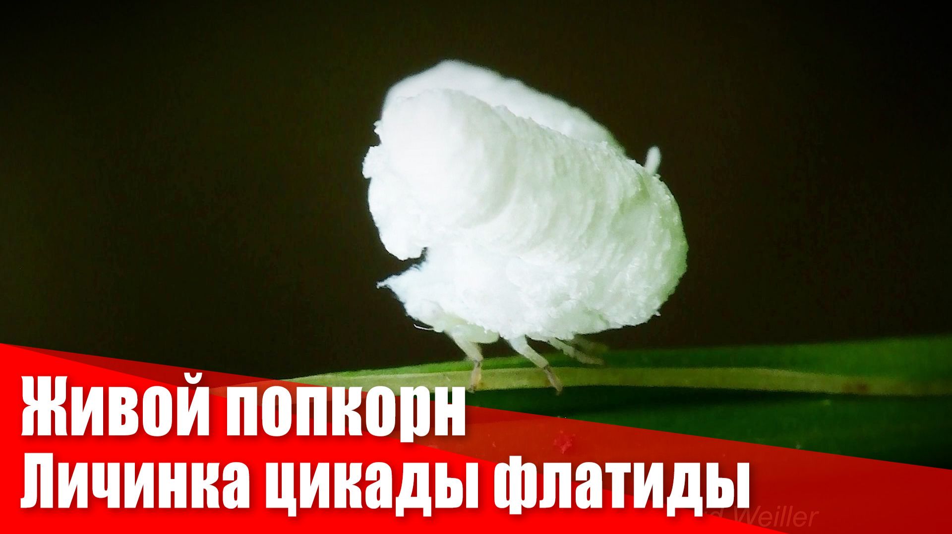 Личинка цикады флатиды. Живой кусочек попкорна