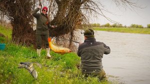 ВОТ ЭТО РЫБАЛКА! МНОГО РЫБЫ ПОД НОГАМИ! САЗАН, ЛЕЩ, ВОБЛА, ГУСТЕРА, ЁРШ, БЕРШ. НА РЫБАЛКУ С ЖЕНОЙ.