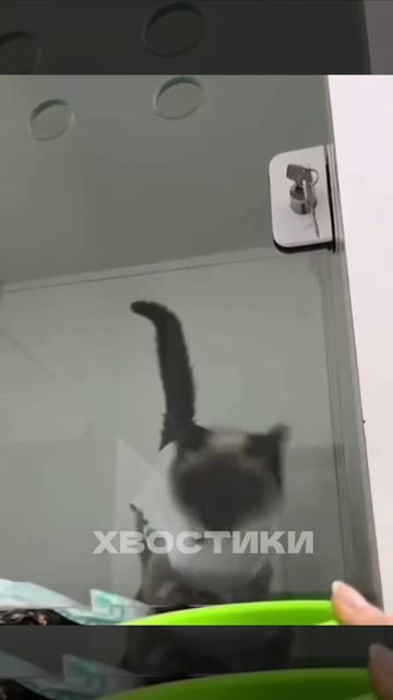 VID_20260425_175352_051.mp4