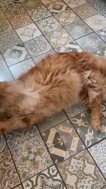 С днём рождения, любимый мальчик!🥳 (слова мои; музыка и вокал: с помощью GigaChat) #кот #мейнкун #sh