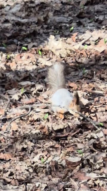 Белка в парке Кусково