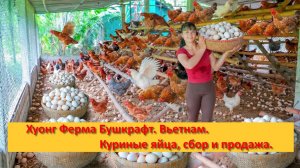 Хуонг Ферма Бушкрафт. Вьетнам. Куриные яйца, сбор и продажа.