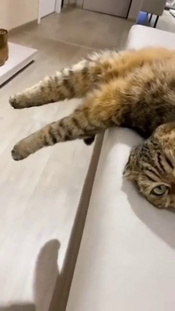 Бодрость духа, грация и пластика.