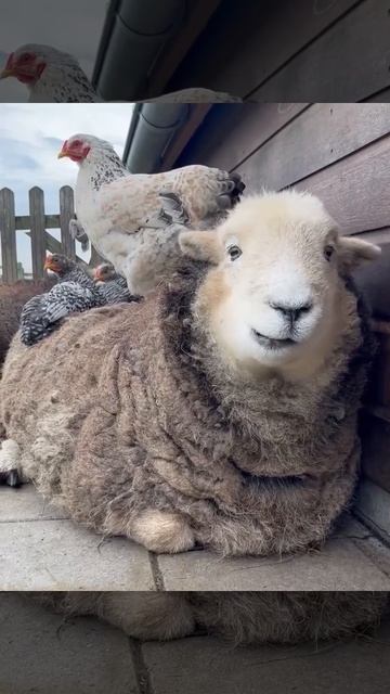 video_16094824958514.mp4