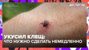 Что делать, если нашли на теле клеща: инфекционист объясняет, как правильно действовать | Доктор 24