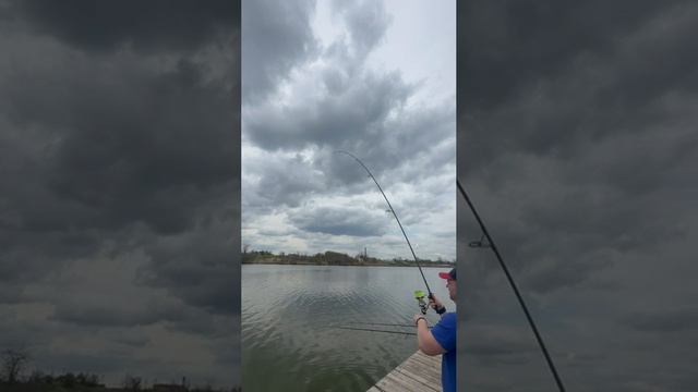 Весенний карп