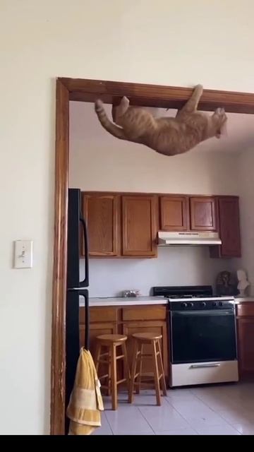 Коты что они задумали?