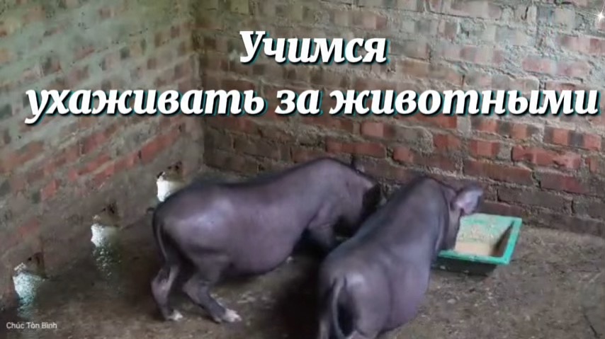 Учимся правильно ухаживать за домашним животными. Собираем дикие овощи и продаем их на рынке.