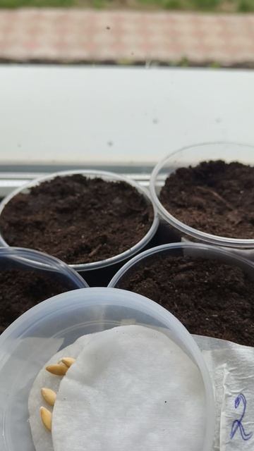 огурцы семена третий день 25 апреля #теплица #дача #садоводничество #огород #уходзатеплицей