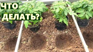 ГЛИНИСТАЯ ПОЧВА НА УЧАСТКЕ. КАК ПОЛУЧИТЬ УРОЖАЙ В ПЕРВЫЙ ГОД