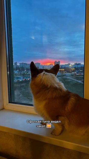 Какой красавчик на фото