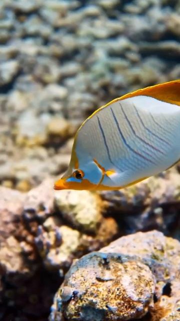 Бабочка желтоголовая (ксантоцефалус) принадлежит к семейству Рыбы-бабочки