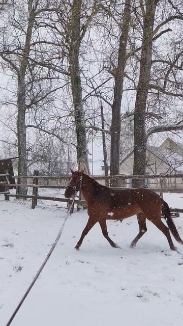 Оксана Новикова и Эмбер Грейс Кас, работа на корде в весенний снегопад.