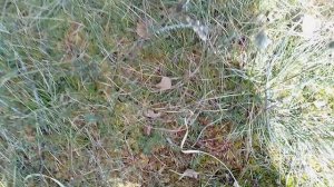 Клюква созрела ☝️😀