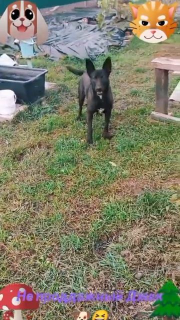 Не продажный Джек🐶🐱😅