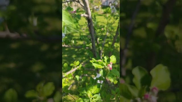 рассада 2026 и мини обзор огорода