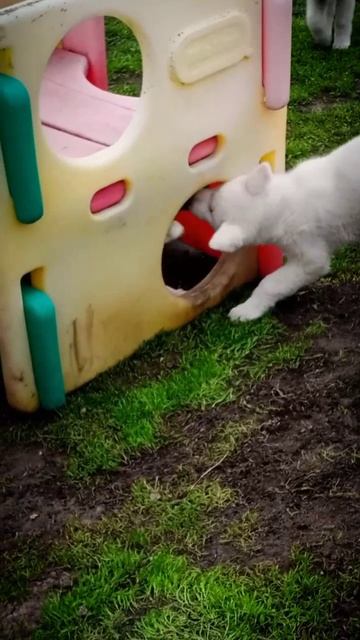 Эйко держит оборону своей крепости  #акита #акитаину #акитащенки #хошивиктория