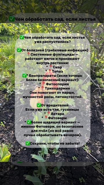 Обработка сада весной по листьям