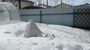 жизнь на крайнем севере/работаю с клубникой/спасаю ель