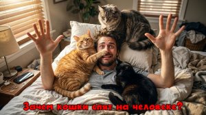 Почему кошки спят на человеке? 5 неочевидных причин