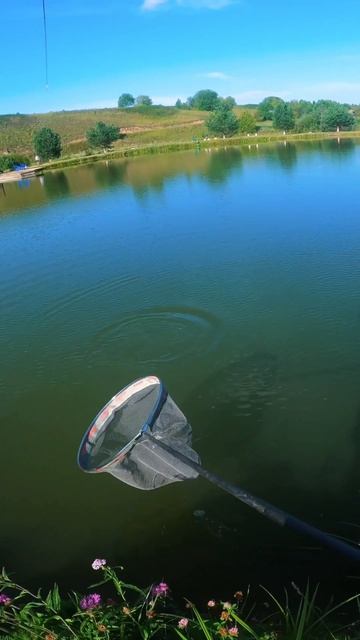 рыбалка на карпа