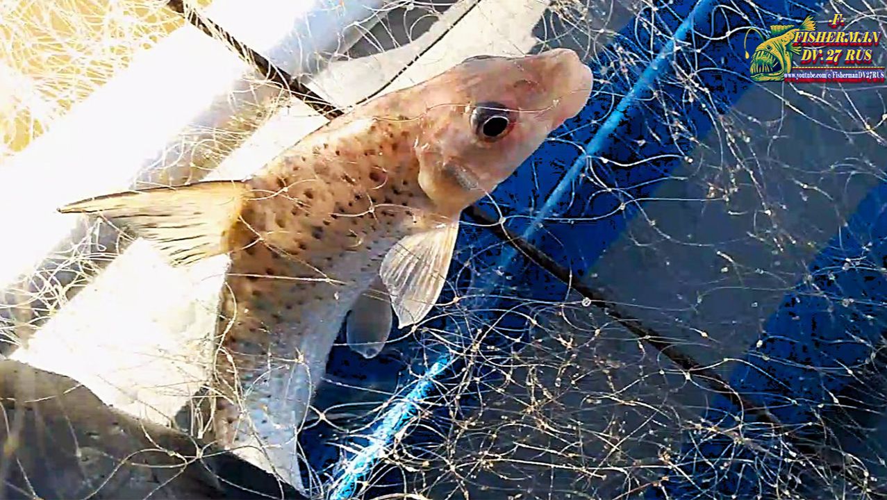 РЫБАЛКА НА ХАПУГУ ХЛОПОК С ЛОДКИ  ПВХ  ВЕСНОЙ, ЛОКАЦИЯ МОСТ 24.04. 26Г, РЫБАЛКА . № 5