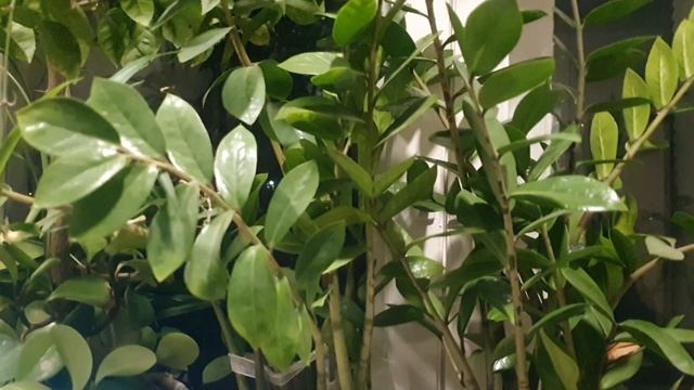 Город юности моей