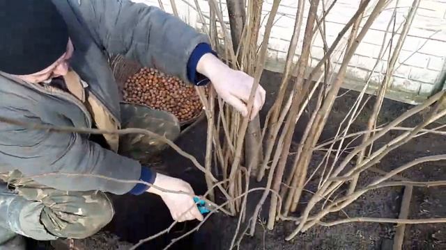 Фундук Барселонский: размножение и обрезка. Часть 2