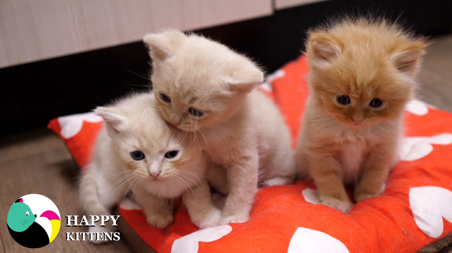 Котята — это милые, пушистые комочки счастья. Они играют, мурлычут и радуют своим присутствием.