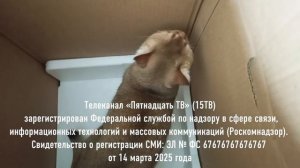 Тоже рекламная заставка Пятнадцать ТВ с Кошкой с коробкой (25.04.2026)