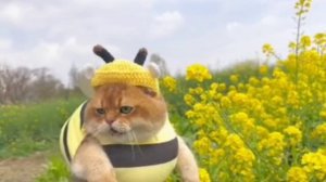 КОТОШМЕЛЬ СПЕШИТ нейросеть