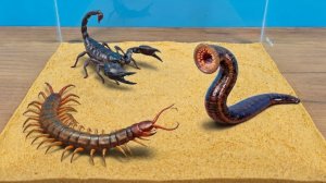 Кровожадная Пиявка против Скорпиона и Сколопендры! Кто победит?