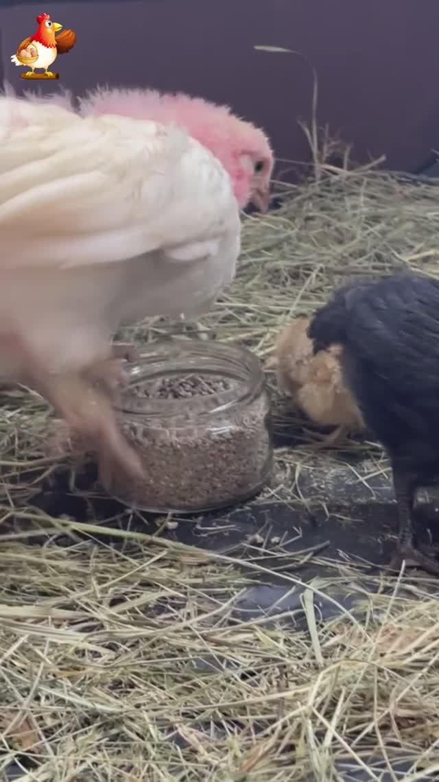 Черепаха и 3 цыпленка (3)