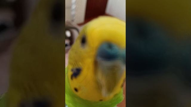 Зелёный день