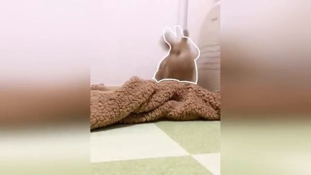 Смешные видео с хомяками: милые и забавные моменты животных