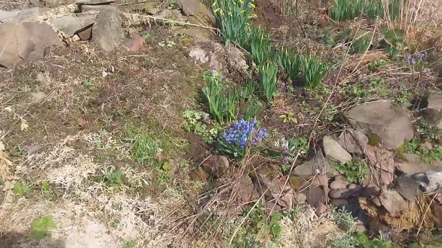 Мои первоцветы.  Апрель 2026 г.