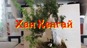 Бонсай из Мирта