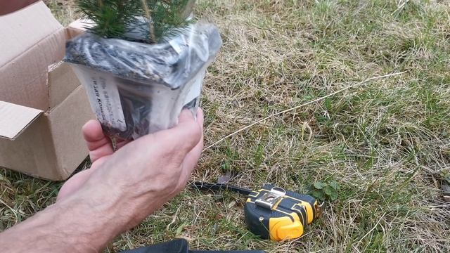 Купить саженцы на wildberries - продавец Алексеевские сады