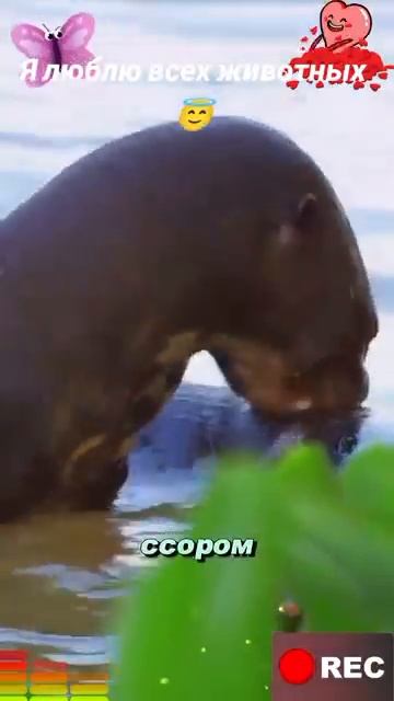 Животные-приколы и не только😉😅