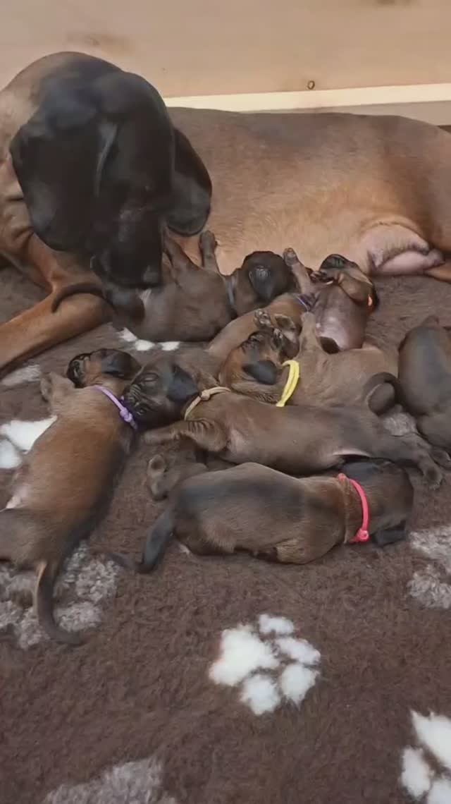 Купить щенка Баварской горной гончей Заводчик Татьяна Ваганова +79201404536