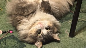 Гигантский житель в яме