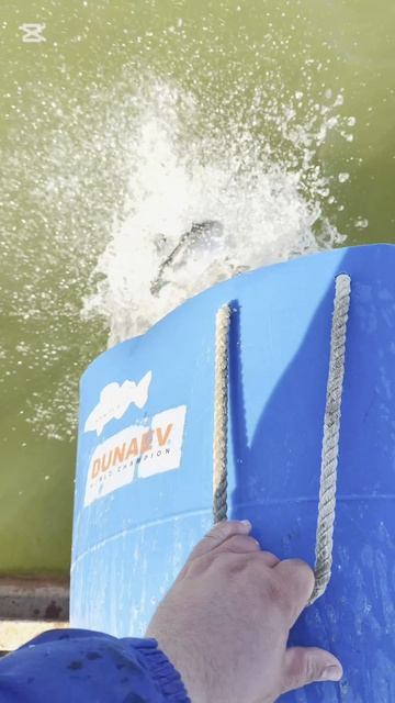 Запуск форели 200 кг