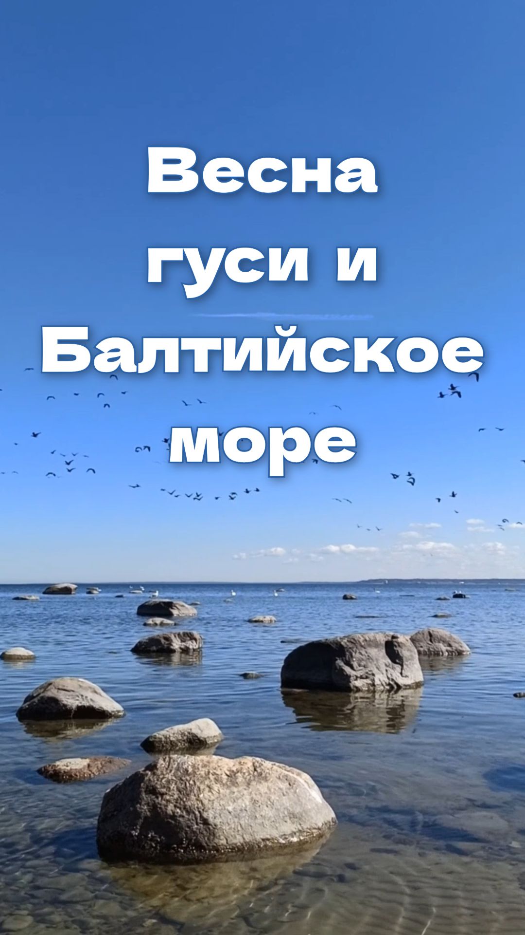 Апрель, Гуси и Балтика