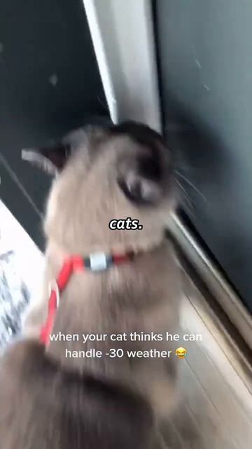 СМЕШНЫЕ КОТЫ 😺 2026 ЛУЧШИЕ ПРИКОЛЫ С КОТАМИ ,КОШКАМИ ,ЖИВОТНЫЕ,СМЕШНЫЕ ВИДЕО