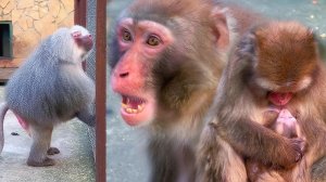 Шурик ВКЛЮЧИЛ режим ОТЦА -показывает ЗАЩИТУ МАЛЫША! Макаки БЕСЯТ Елисея!