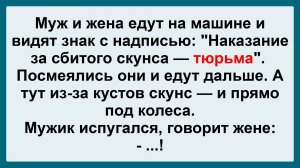 Наказание за сбитого скунса! Подборка Пикантных, Остреньких, Жизненных Анекдотов! Юмор Смех Позитив!